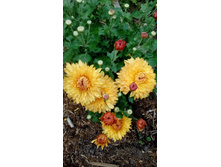 IMG 20200918 144932.jpg