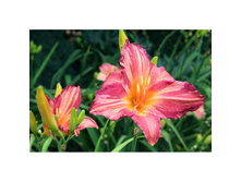 ���� �������*(���.�����.)