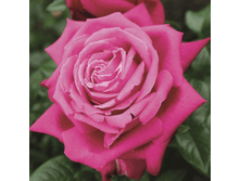 ������ ���� (232)