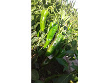 ������� ������4.jpg