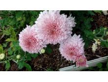 IMG 20200910 155927.jpg