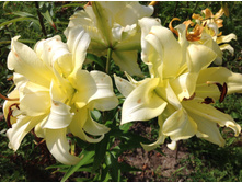 ������� ��� (����� �����)