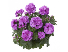 7 ���������� ������������ Toscana Rikea