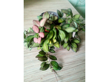 tsangii �����������.
