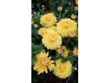 IMG 20200913 165545.jpg