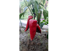 ����� ��������� (4).jpg