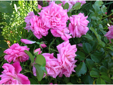 ������ �����