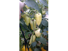 ����������� ���������