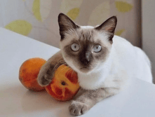 ������� � ���������