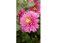 IMG 20200918 145007.jpg