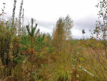 IMG 20200919 124910.jpg