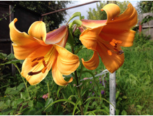 ����� ������� ����