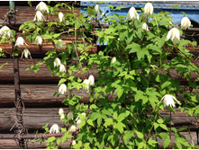 ������ ����� ����