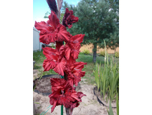 ������ ������� (�����)