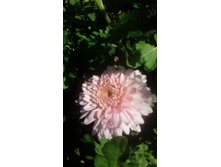 IMG 20200906 114003.jpg