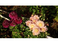 IMG 20200925 155658.jpg