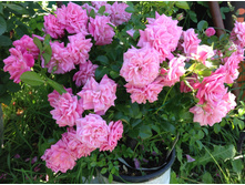 ������ �����