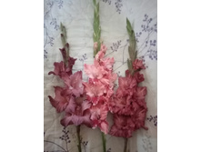 �������, �07-007-02 (�����), ��� � �������� (�����)