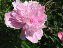 ���� ������