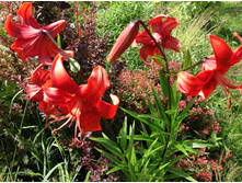 ���� ����