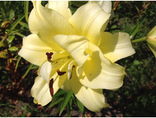 ������� ��� (����� �����)