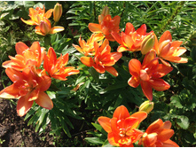 ����� ����� �����