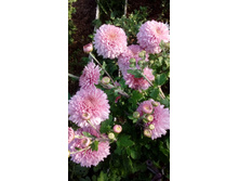 IMG 20200925 160025.jpg