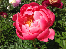 ����� ����