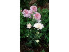 IMG 20200918 145328.jpg