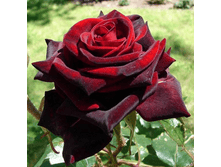 ������ ����� (223)