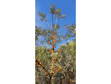 IMG 20200906 103859.jpg