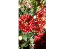 IMG 20200906 113407.jpg