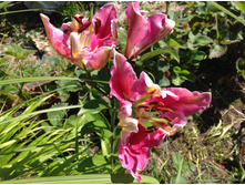 ���� ������ ������