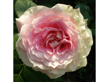 ������ (218)