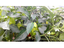 ������ �����.jpg