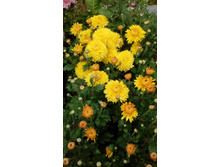 IMG 20200918 144940.jpg