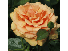 ����� (293)