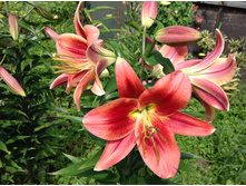 ������� ���