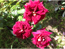 ���� �������