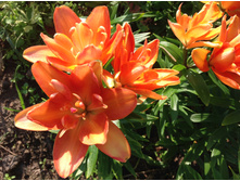 ����� ����� �����