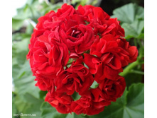 3 ���������� ���������� Rosebud Red
