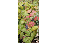 IMG 20200913 111019.jpg