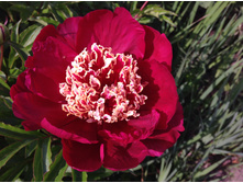 ������ ����