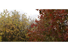 IMG 20200913 131009.jpg