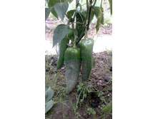 ����� ���������.jpg