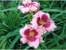 �������� ���