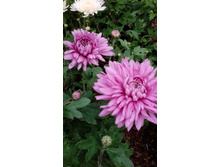 IMG 20200918 145315.jpg