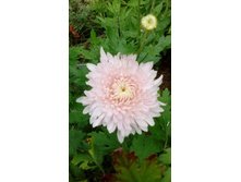 IMG 20200918 144743.jpg