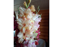 ������ �������