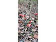 IMG 20200918 151810.jpg